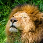 african-lion-951778_640