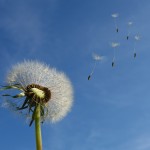 dandelion-463928_1920