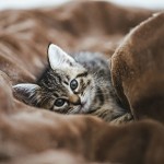 ねこ休み展 夏 2020　
